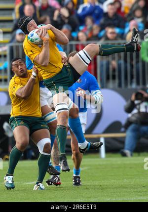 Dan Vickerman in Australia salta per fare un'impennata contro l'Italia durante la partita della Pool C della Coppa del mondo di rugby 2011, North Harbour Stadium, Auckland, Nuova Zelanda, domenica, Settembre 11, 2011. Foto Stock