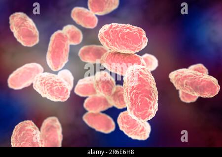 Pertosse batterica (Bordetella pertussis), illustrazione del computer. B. le pertosse sono gram-negative, aerobiche, non motili, coccobacillus procaryote ( Foto Stock