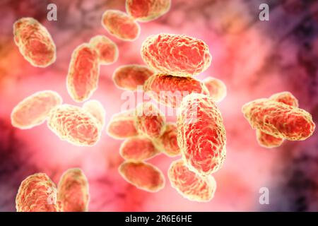 Pertosse batterica (Bordetella pertussis), illustrazione del computer. B. le pertosse sono gram-negative, aerobiche, non motili, coccobacillus procaryote ( Foto Stock