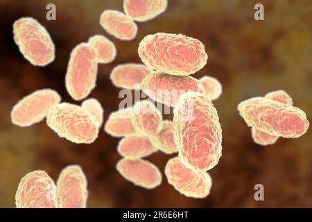 Pertosse batterica (Bordetella pertussis), illustrazione del computer. B. le pertosse sono gram-negative, aerobiche, non motili, coccobacillus procaryote ( Foto Stock