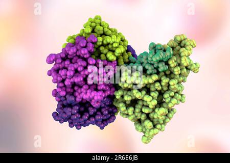 Tossina del colera, modello molecolare. La tossina del colera (choleragen) è un complesso proteico secreto dal batterio Vibrio cholerae, che causa la malattia cho Foto Stock