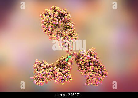 Illustrazione che mostra la struttura di una molecola di anticorpo, o immunoglobulina. Queste molecole a forma di Y hanno due bracci che possono legarsi a un antigolo specifico Foto Stock