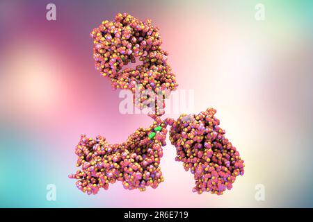 Illustrazione che mostra la struttura di una molecola di anticorpo, o immunoglobulina. Queste molecole a forma di Y hanno due bracci che possono legarsi a un antigolo specifico Foto Stock