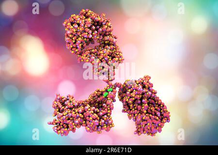 Illustrazione che mostra la struttura di una molecola di anticorpo, o immunoglobulina. Queste molecole a forma di Y hanno due bracci che possono legarsi a un antigolo specifico Foto Stock