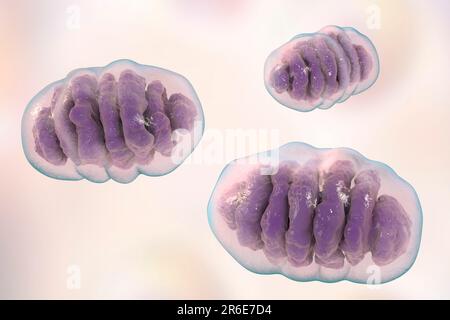 Un singolo mitocondrio, computer illustrazione. Questi organelli agiscono come centrali elettriche cellulari poiché generano adenosina trifosfato (ATP), una fonte di ch Foto Stock