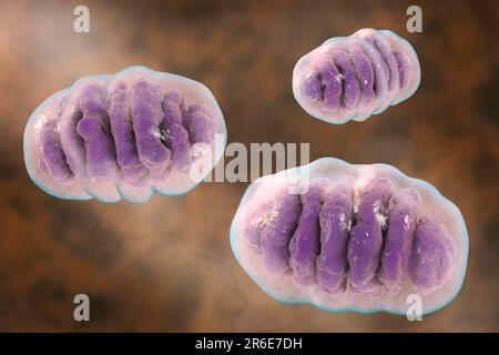 Un singolo mitocondrio, computer illustrazione. Questi organelli agiscono come centrali elettriche cellulari poiché generano adenosina trifosfato (ATP), una fonte di ch Foto Stock