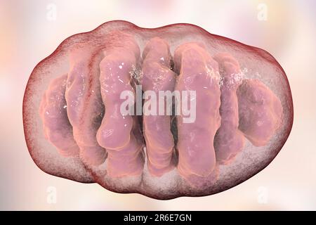 Un singolo mitocondrio, computer illustrazione. Questi organelli agiscono come centrali elettriche cellulari poiché generano adenosina trifosfato (ATP), una fonte di ch Foto Stock