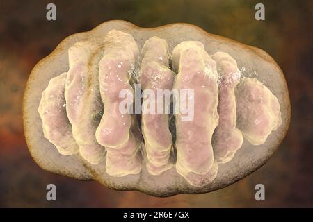 Un singolo mitocondrio, computer illustrazione. Questi organelli agiscono come centrali elettriche cellulari poiché generano adenosina trifosfato (ATP), una fonte di ch Foto Stock