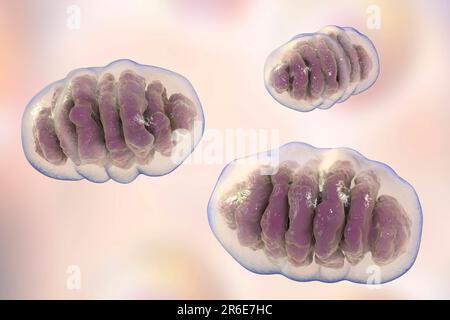 Un singolo mitocondrio, computer illustrazione. Questi organelli agiscono come centrali elettriche cellulari poiché generano adenosina trifosfato (ATP), una fonte di ch Foto Stock