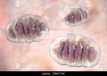 Un singolo mitocondrio, computer illustrazione. Questi organelli agiscono come centrali elettriche cellulari poiché generano adenosina trifosfato (ATP), una fonte di ch Foto Stock