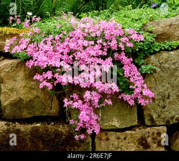 Grosser Staudenphlox (phlox paniculata) (Phlox paniculata), Flammenblumen, Riscige Flammenblume, anche arbusto flox, lilla autunno o fiore di fiamma Foto Stock