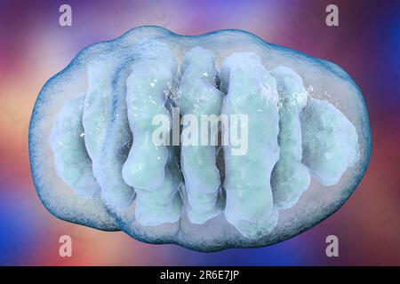 Un singolo mitocondrio, computer illustrazione. Questi organelli agiscono come centrali elettriche cellulari poiché generano adenosina trifosfato (ATP), una fonte di ch Foto Stock