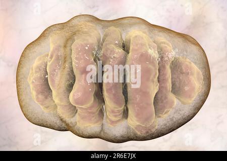 Un singolo mitocondrio, computer illustrazione. Questi organelli agiscono come centrali elettriche cellulari poiché generano adenosina trifosfato (ATP), una fonte di ch Foto Stock