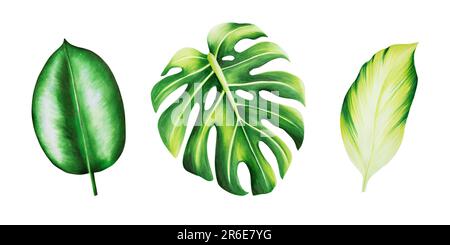 Set acquerello di realistiche foglie tropicali. Illustrazione di monstera, ficus isolato su sfondo bianco. Bell'almo floreale dipinto a mano botanico Foto Stock