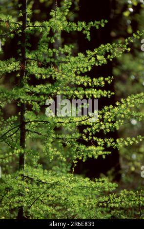 Larice siberiano (Larix sibirica), Lago Baikal, Siberia, Taiga, Russia Foto Stock