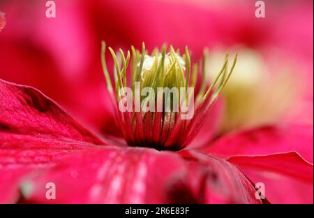 Clematises (Clematis) (Clematis spec.) Foto Stock