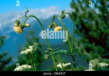 Cardo appiccicoso, cardo giallo (erisithales Cirsium), Italia Foto Stock