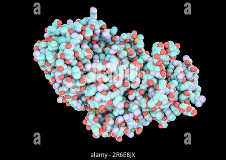 Ricin. Modello informatico di una molecola della proteina tossica ricina. Esso comprende due catene amminoacidiche, denominate A (in alto a sinistra) e B (in basso a destra). La A- Foto Stock