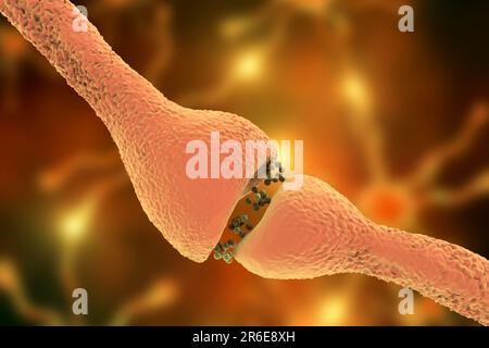 Sinapsi nervosa. Illustrazione di computer di una giunzione, o sinapsi, tra due cellule nervose (neuroni). Quando il segnale elettrico raggiunge l'estremità presinaptica di Foto Stock