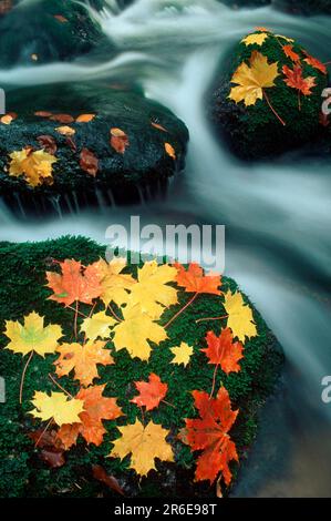 L'acero lascia in autunno in un torrente di montagna, l'acero di norvegia (Acer platanoides), Germania Foto Stock