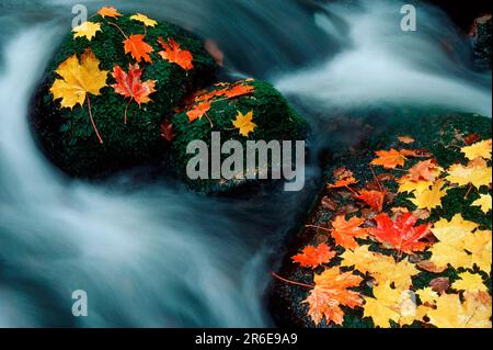 L'acero lascia in autunno in un torrente di montagna, l'acero di norvegia (Acer platanoides), Germania Foto Stock