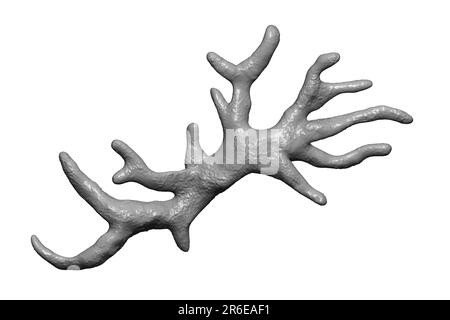 Balamuthia mandrillaris ameba, illustrazione del computer. Questa è la fase riproduttiva dell'organismo, la forma trophozoite. B. mandrillaris, un libero-l Foto Stock