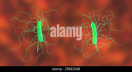 Batterio Clostridium difficile con flagella peritricosa, illustrazione computerizzata. C. difficile è Gram-positivo, anaerobico, spore forming, a forma di asta Foto Stock