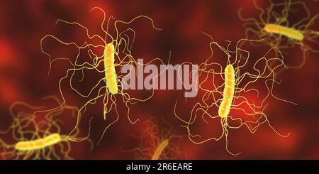 Batterio Clostridium difficile con flagella peritricosa, illustrazione computerizzata. C. difficile è Gram-positivo, anaerobico, spore forming, a forma di asta Foto Stock