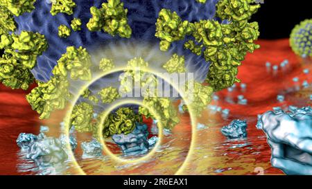 Covid-19, coronavirus che si lega alle cellule umane, illustrazione concettuale al computer. Coronavirus SARS-cov-2 (precedentemente 2019-nCoV) che si lega ad un receptone ACE2 Foto Stock