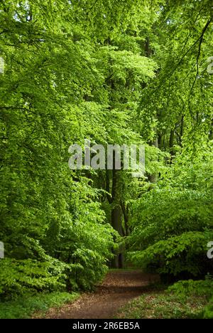 Foresta, sulla collina di Gosan, Parco Nazionale di Wolin, Isola di Wolin, Pomerania Occidentale, Polonia, Parco Wolinski Narodowy Foto Stock