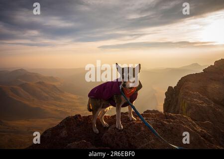 Husky sulla vetta del picco Uncompahre all'alba Foto Stock