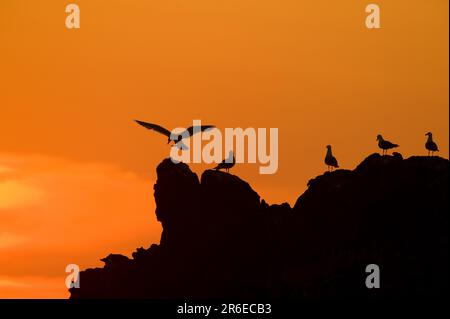 Gabbiani a zampe gialle, Grecia (Larus cachinnans michahellis) Foto Stock