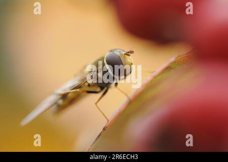 Marmalade Hover Fly, Renania settentrionale-Vestfalia, Germania (Episyrphus balteatus) Foto Stock