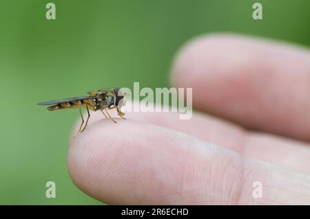 Marmalade Hover Fly on Finger, North Rhine-Westfalia, Germania (Episyrphus balteatus) Foto Stock