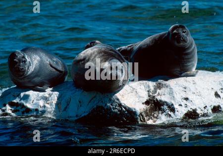 Baikal Seals (Phoca sibirica), Isole Ushkany, Lago Baikal, Russia, Baikal-Ringelrobben, Zabaikalsky Nationalpark, Ushkany Inseln, Baikalsee Foto Stock