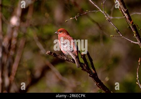 Pino grossbeak (enucleator Pinicola), maschio, Hakengimpel, maennlich, Finken, fringuelli Foto Stock