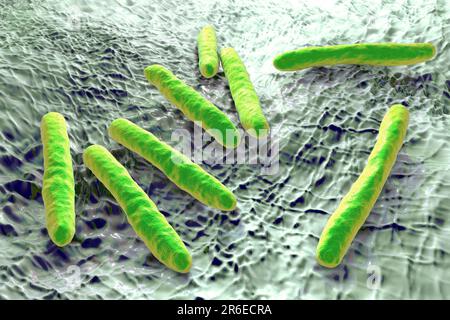 Tuberculosis batteri. Computer artwork di Mycobacterium tuberculosis bacteria, il Gram- positivo a forma di bacchetta batteri che causano la malattia tubercu Foto Stock