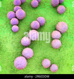 Streptococcus mutans batteri, computer illustrazione. Questi sono batteri Gram-positivi, non-motili, sferici (cocci) che tipicamente formano catene di c Foto Stock