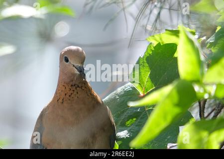 Chiudi la testa di tortora con piume e baccano con foglie verdi su sfondo sfocato. Messa a fuoco selettiva. Foto Stock