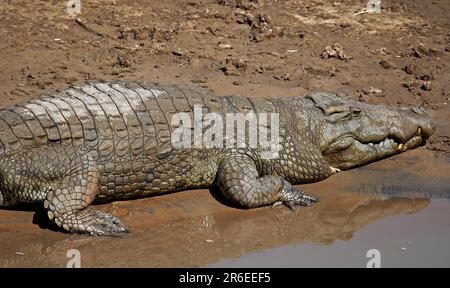 Coccodrillo del Nilo (Crocodylus niloticus) nel fiume Luangwa, Parco Nazionale di Luangwa Sud, Zambia, coccodrillo nel fiume Luangwa, Zambia Foto Stock