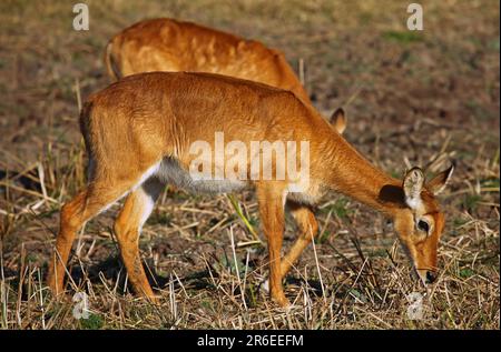 Pukus (Kobus vardonii) nel Parco Nazionale di Luangwa Sud, Zambia, pukus, Parco Nazionale di Luangwa Sud, Zambia Foto Stock