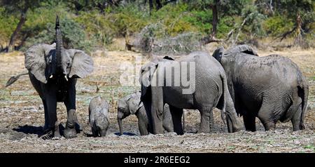 Elefanti (Loxodonta africana) nel Parco Nazionale dello Zambesi inferiore, Zambia, elefanti nel Parco Nazionale dello Zambesi inferiore, Zambia Foto Stock