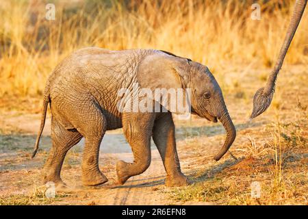 Giovane elefante (Loxodonta africana) nel Parco Nazionale di Luangwa Sud, Zambia Foto Stock