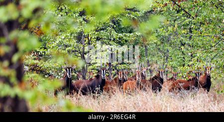 Antilopi di Sable (Hippogragrus niger), Riserva Naturale di Majete, Malawi Foto Stock