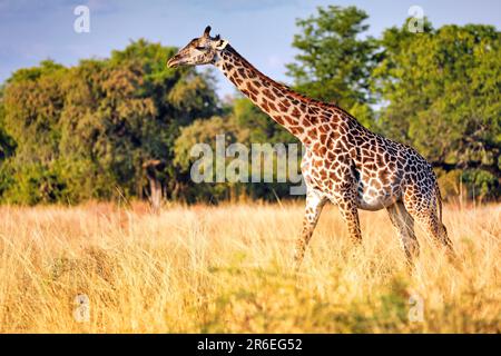 Giraffe (Giraffa camelopardalis) im Parco Nazionale di Luangwa Sud, Sambia Foto Stock