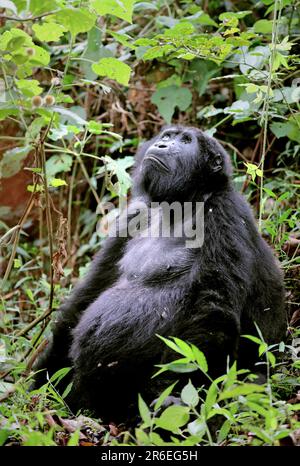 Vecchia montagna Gorilla (Gorilla beringei beringei) a Bwindi impenetrabile Parco Nazionale Uganda Foto Stock