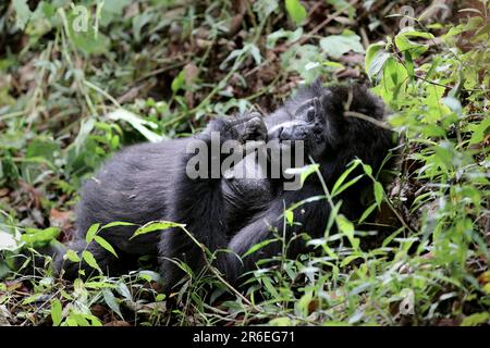 Vecchia montagna Gorilla (Gorilla beringei beringei) a Bwindi impenetrabile Parco Nazionale Uganda Foto Stock