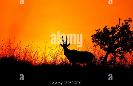 Jackson's hartebeest (Alcelaphus buselaphus lelwel), Murchison Falls National Park Uganda Foto Stock