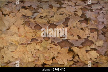 Copperhead Snake on Dead Leaves, studio per il libro che nasconde la colorazione nel Regno degli Animali. acquerello su cartone montato su pannello di legno. Data: CA. 1910-1915. Museo: Smithsonian American Art Museum. Foto Stock