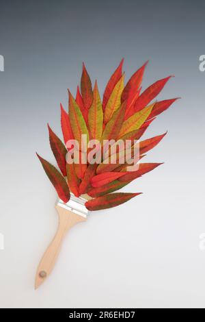 Surreale autunno e giorno del Ringraziamento spruzzi di pennello con rosso e arancione brillante rhus typhina foglie. Composizione astratta colorata su grigio sfumato bianco Foto Stock